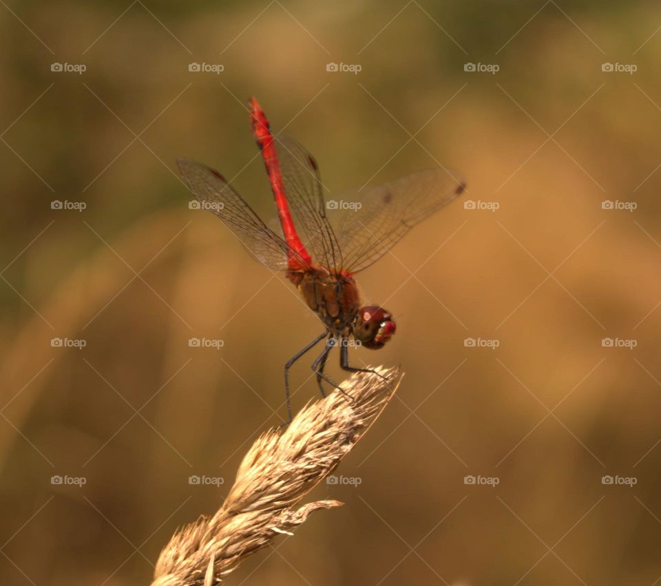 A rubby darter posing as a subject for my photos.