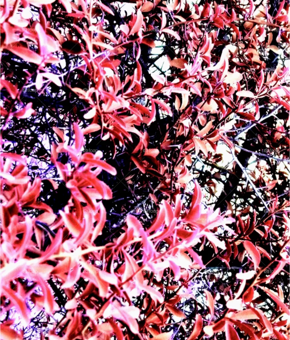 red flower image