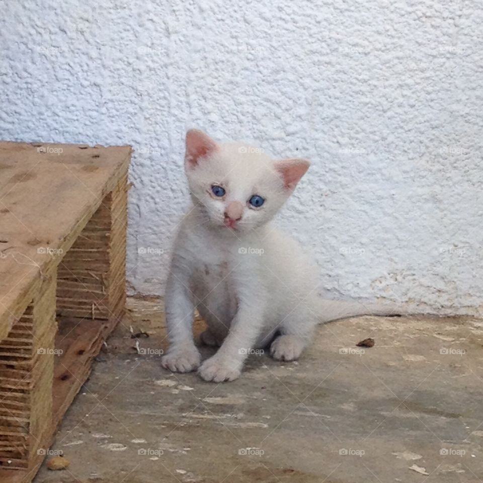 Homeless. Lovely wild cat near my house,we treat him good :) 