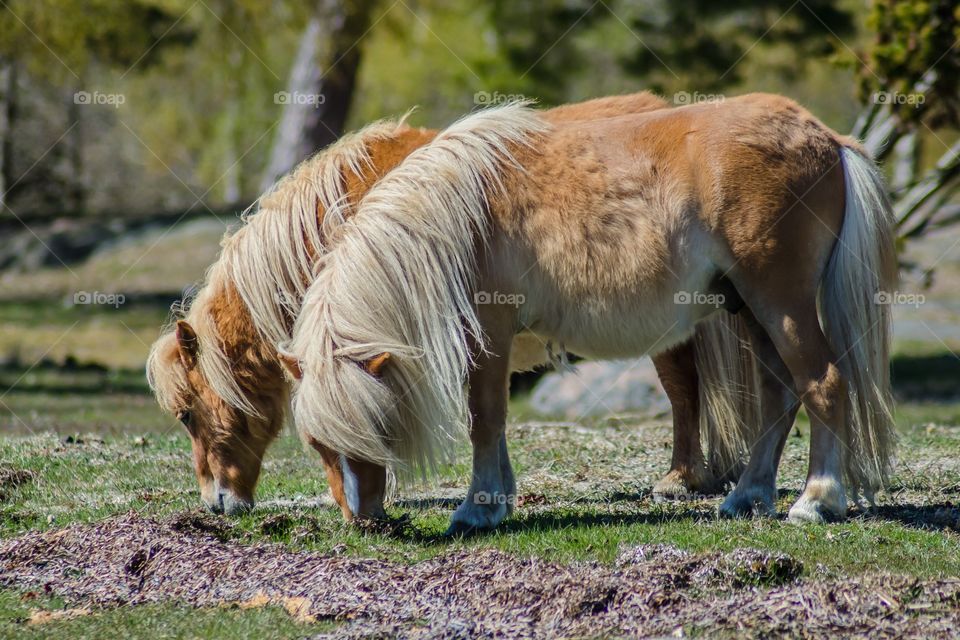 Shetland ponies playing together