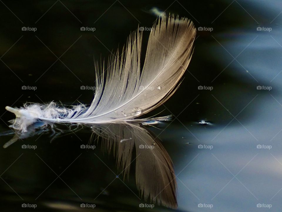 Feather