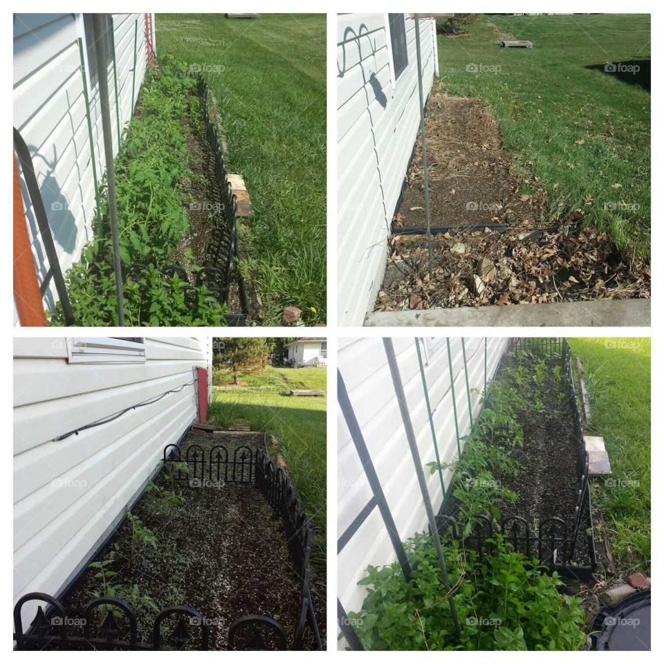 vegetable garden colage