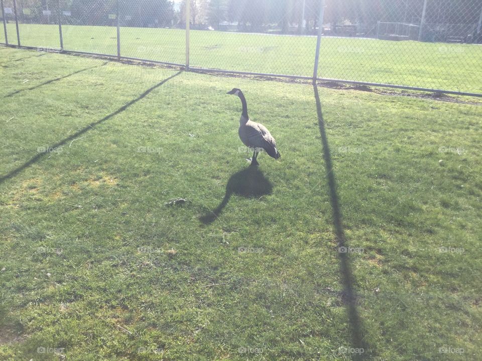 Lone Goose by the Baseball Diamond 