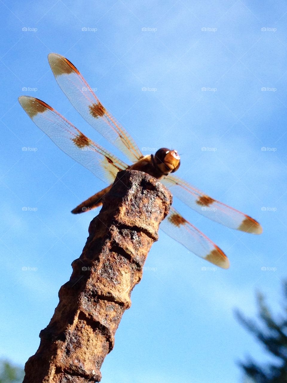 Dragonfly,  as I was looking up I took pic, it was on top of rebar. Blue sky, vivid details!