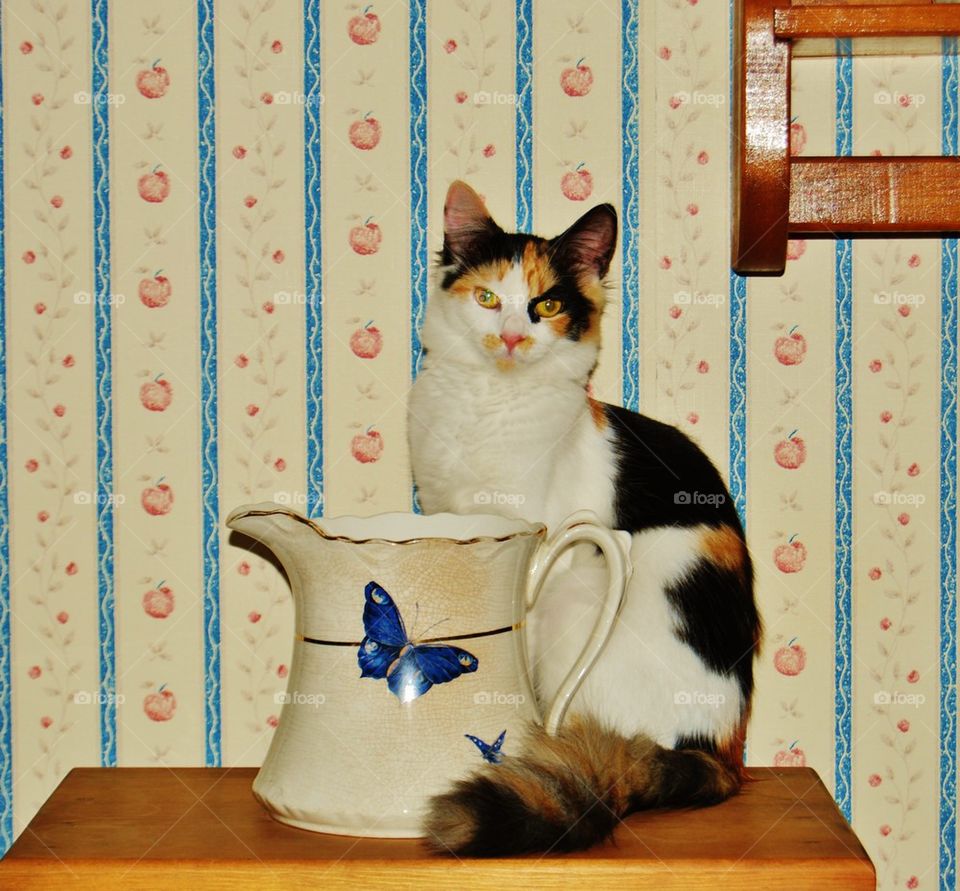 Cat sitting by antique pitcher