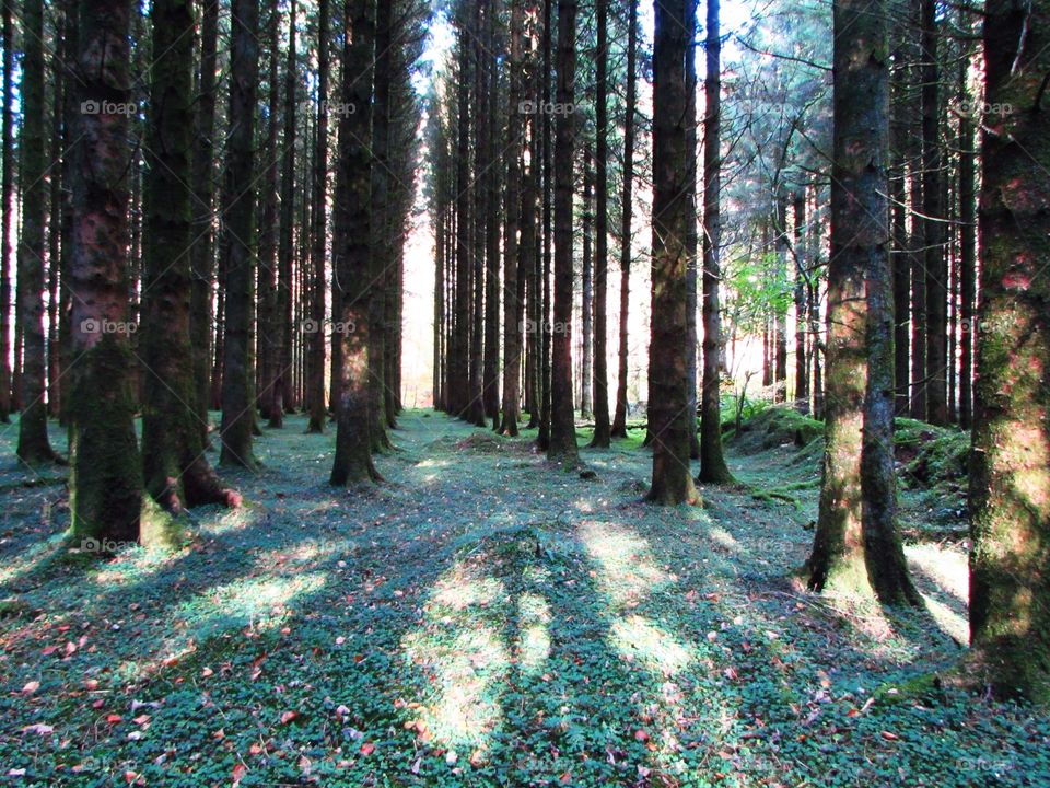 Sunset peeking through to the soft, green, carpeted forest floor