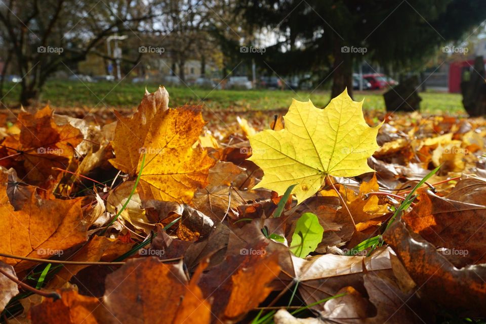 Autumn#leaves#colors#nature#trees