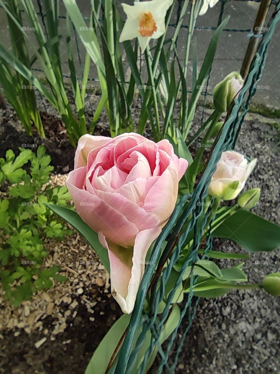 The tenderness of a rose