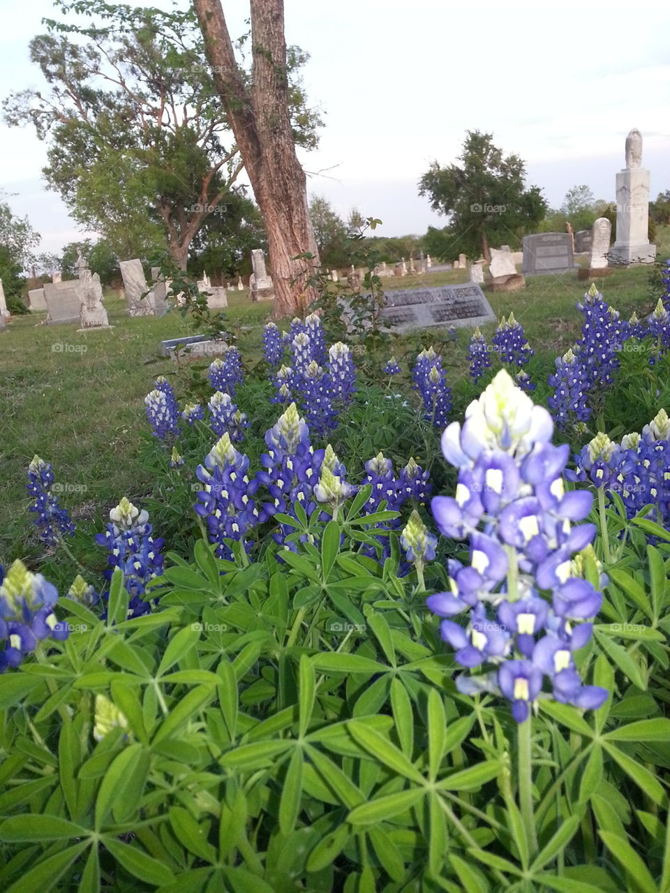 Historical Cemetery Bluebonnets