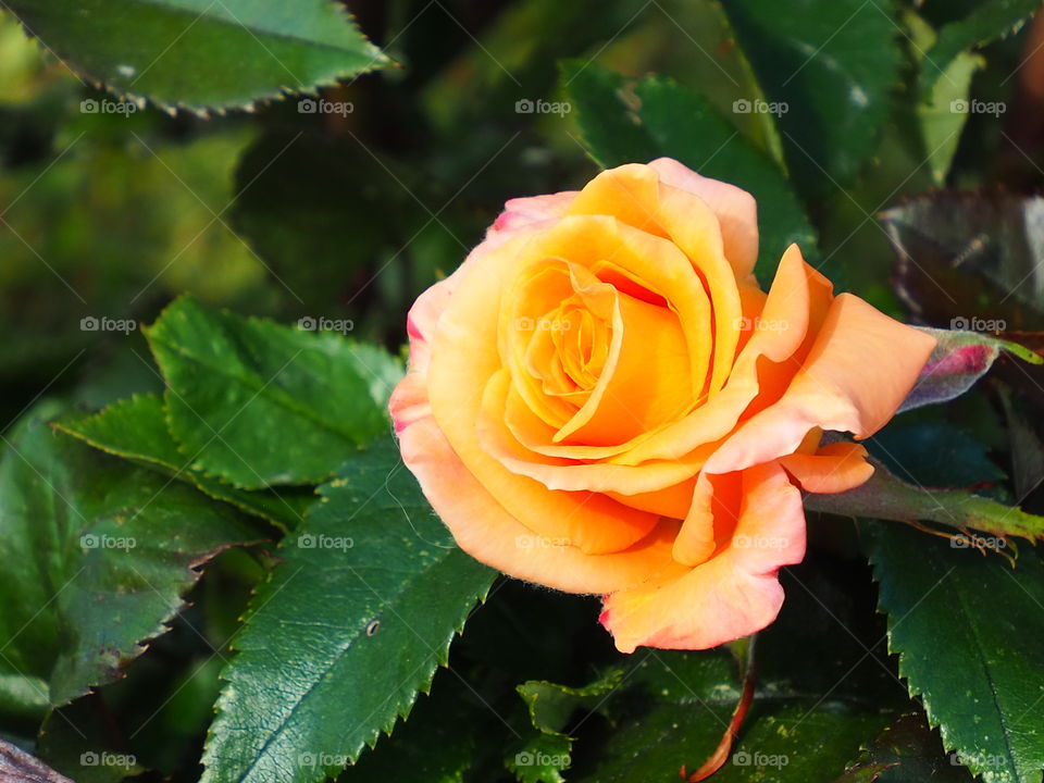 Let me take You into the garden