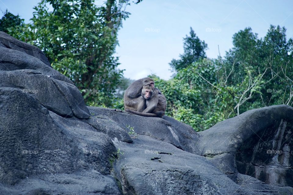 Monkeys on the rock 