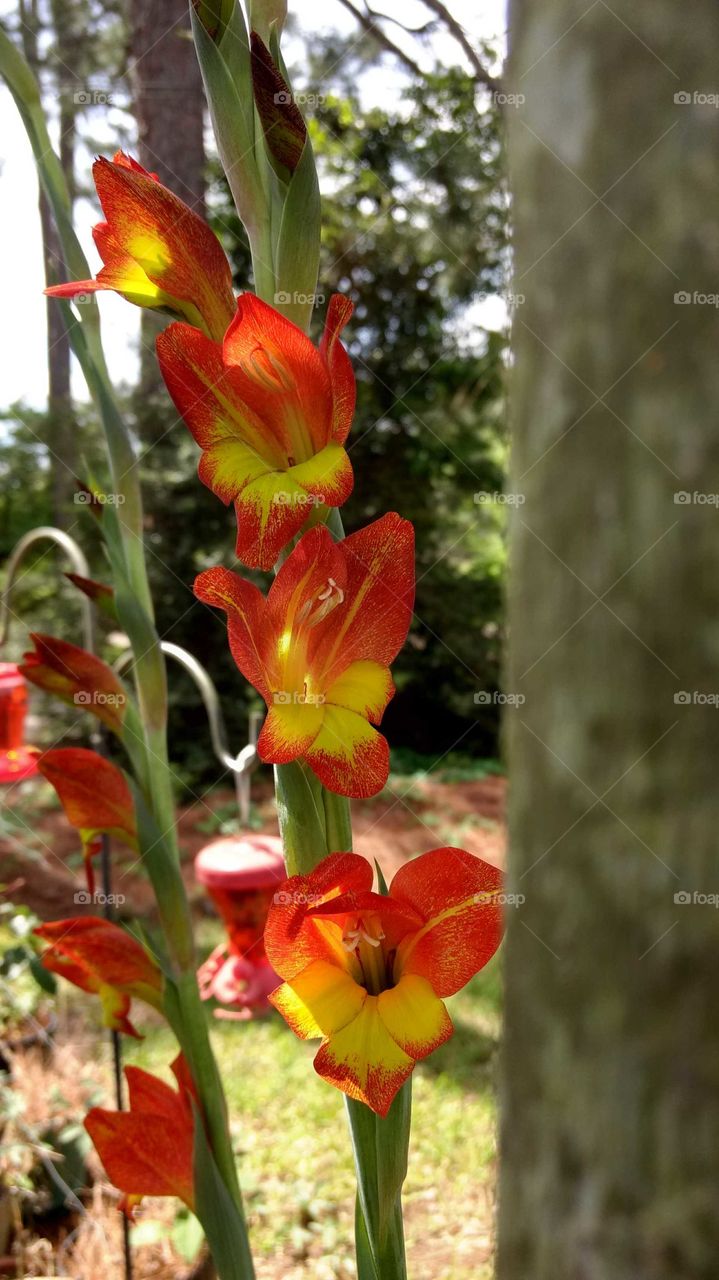 mom's sunlit fire red and yellow gladiolas