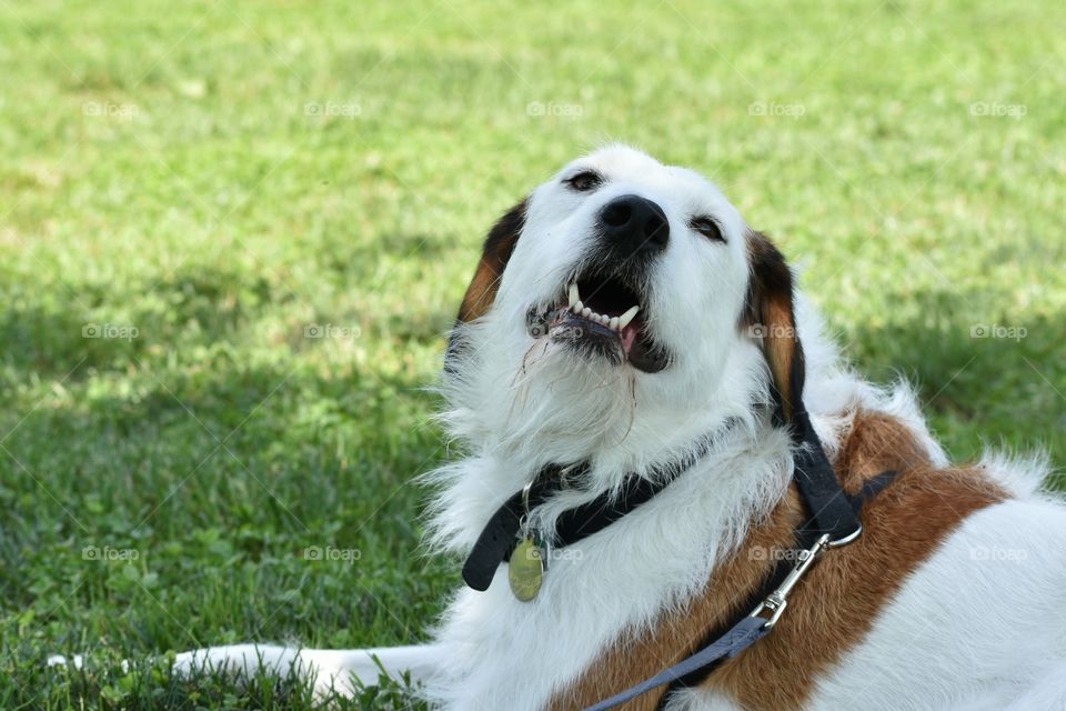 Cute dog enjoying resting under shade of tree on hot summer day 