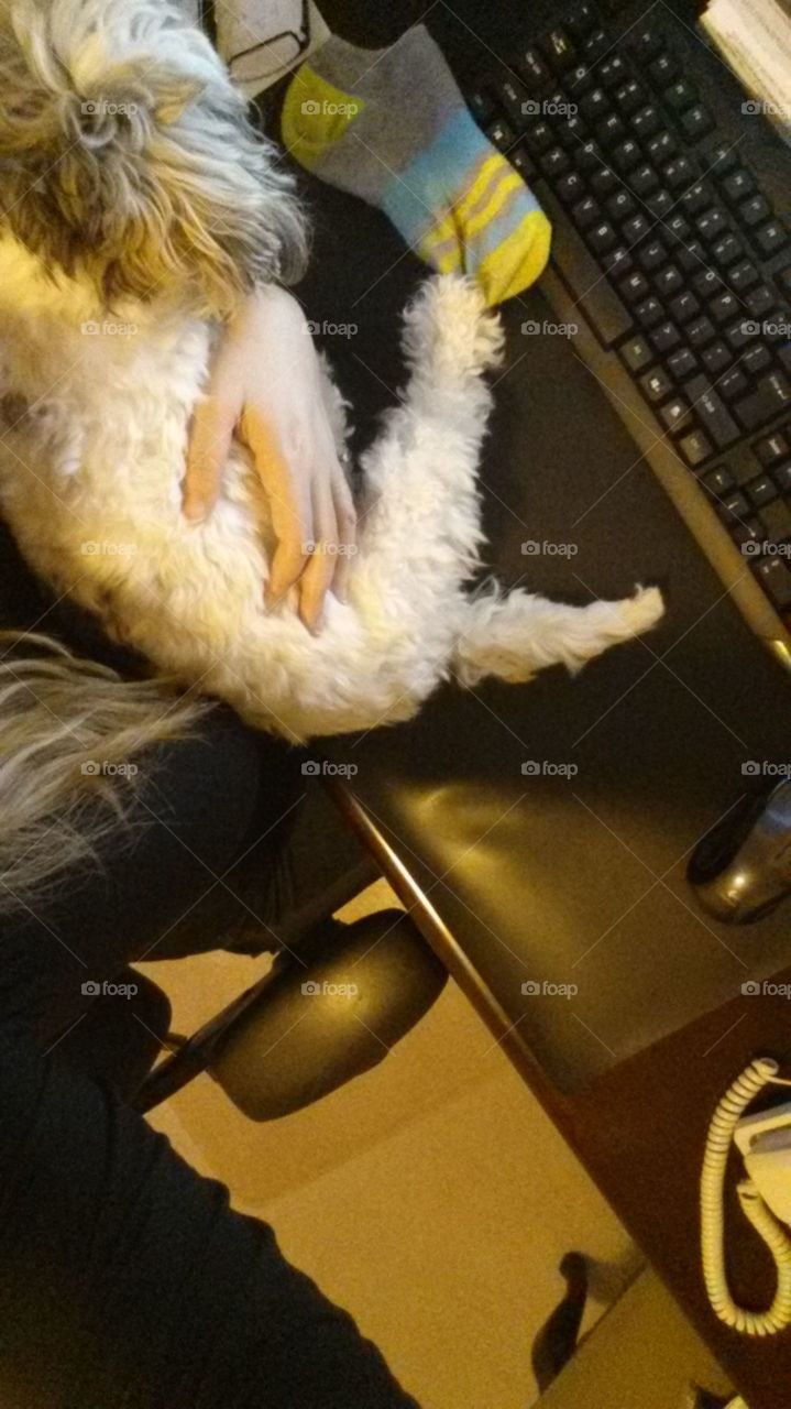desk + dog cute he get my socks