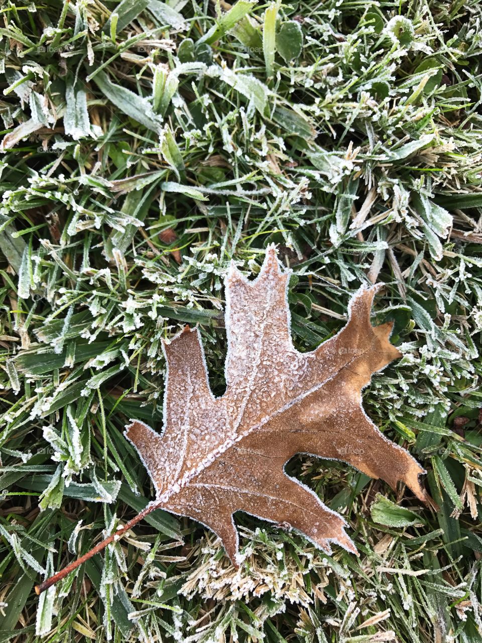 Morning frost. 