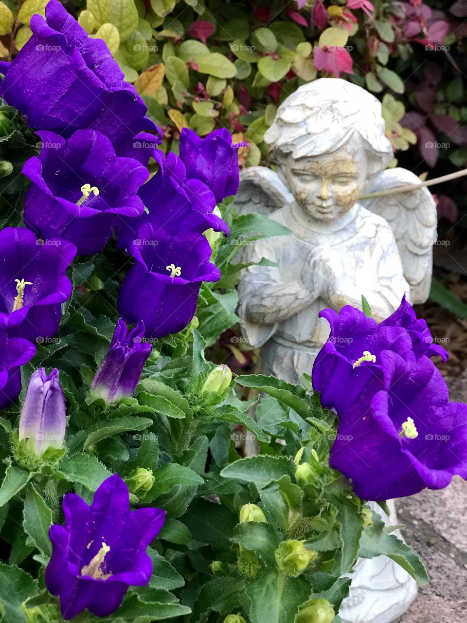 Purple blooms with angel