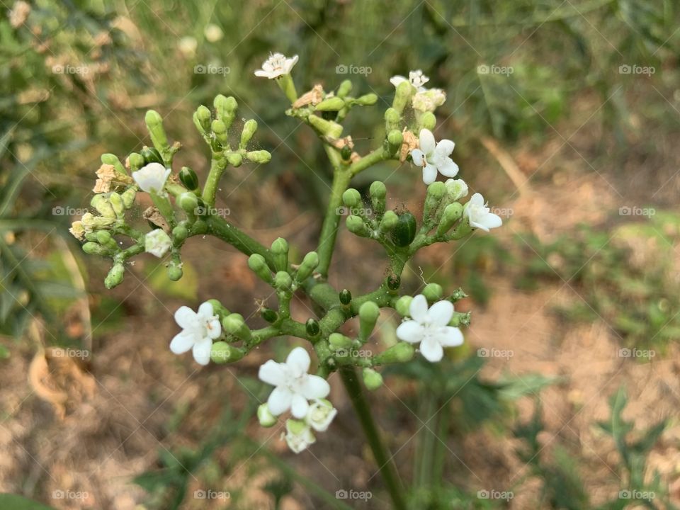 Plants around us, Countryside (Thailand)