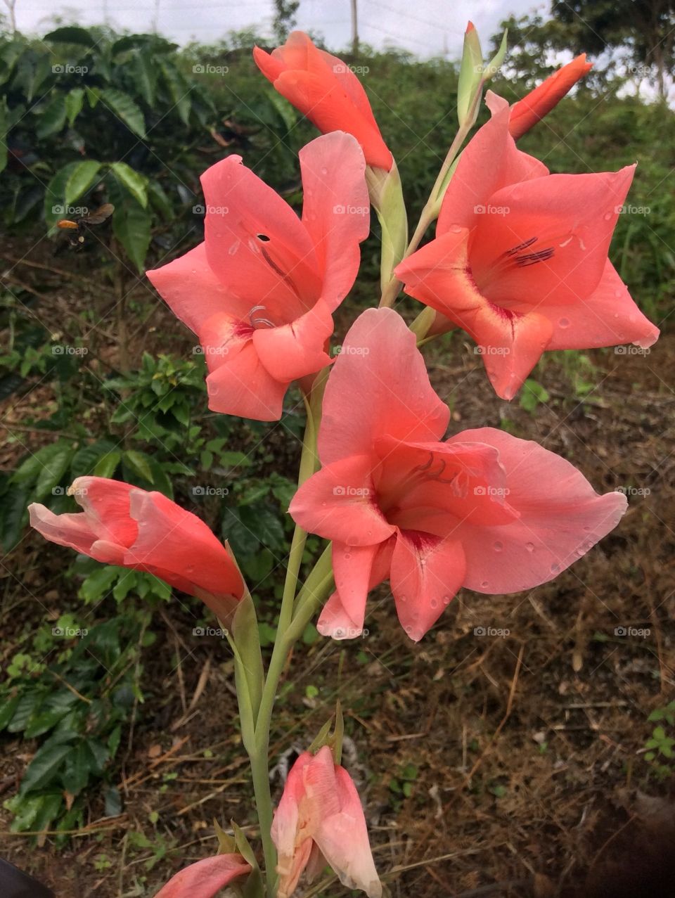 Flor pink 