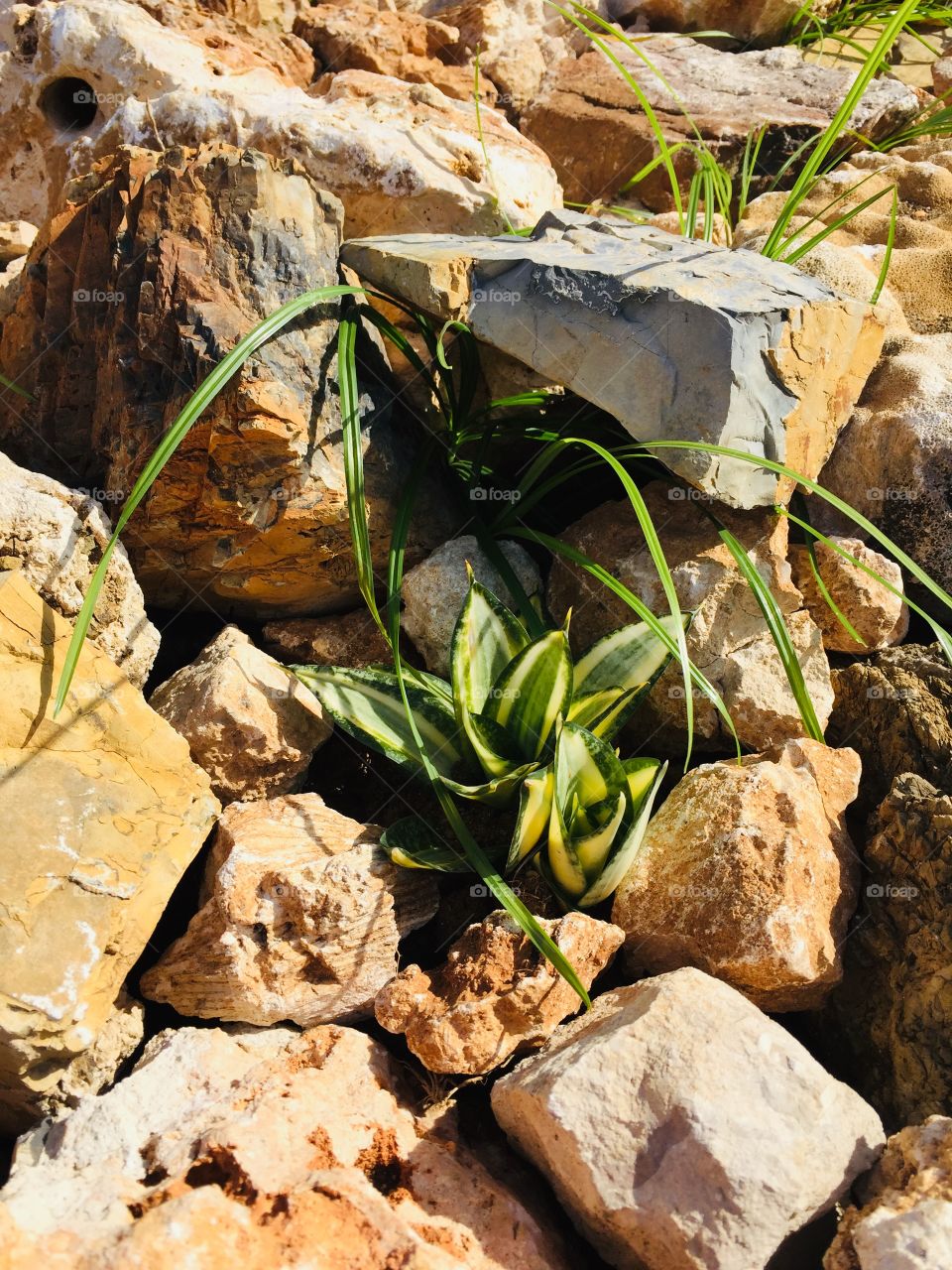 Stone with green