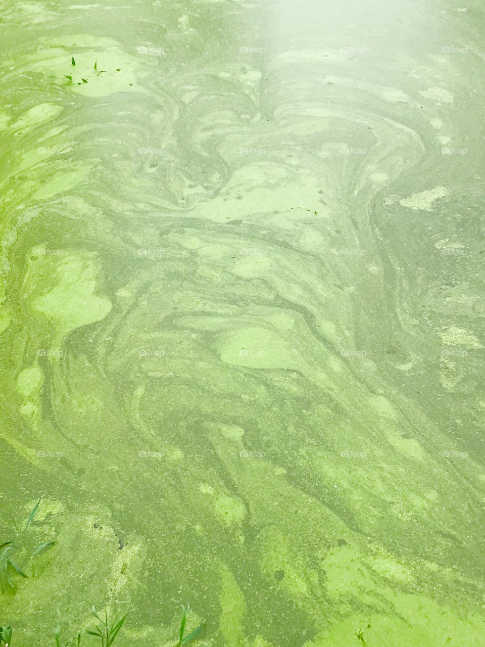 Algae
