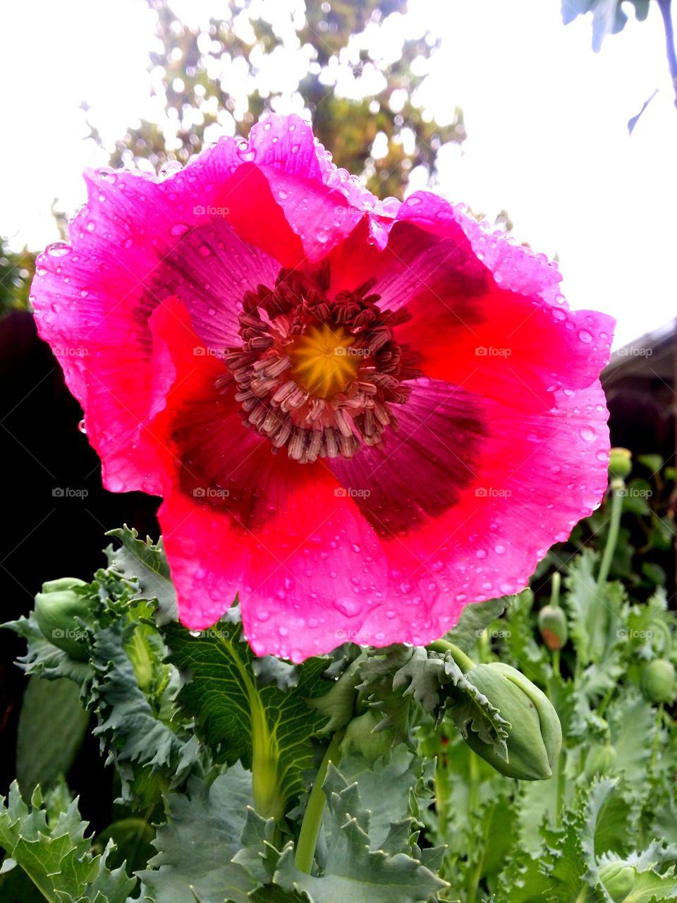 A pink poppy