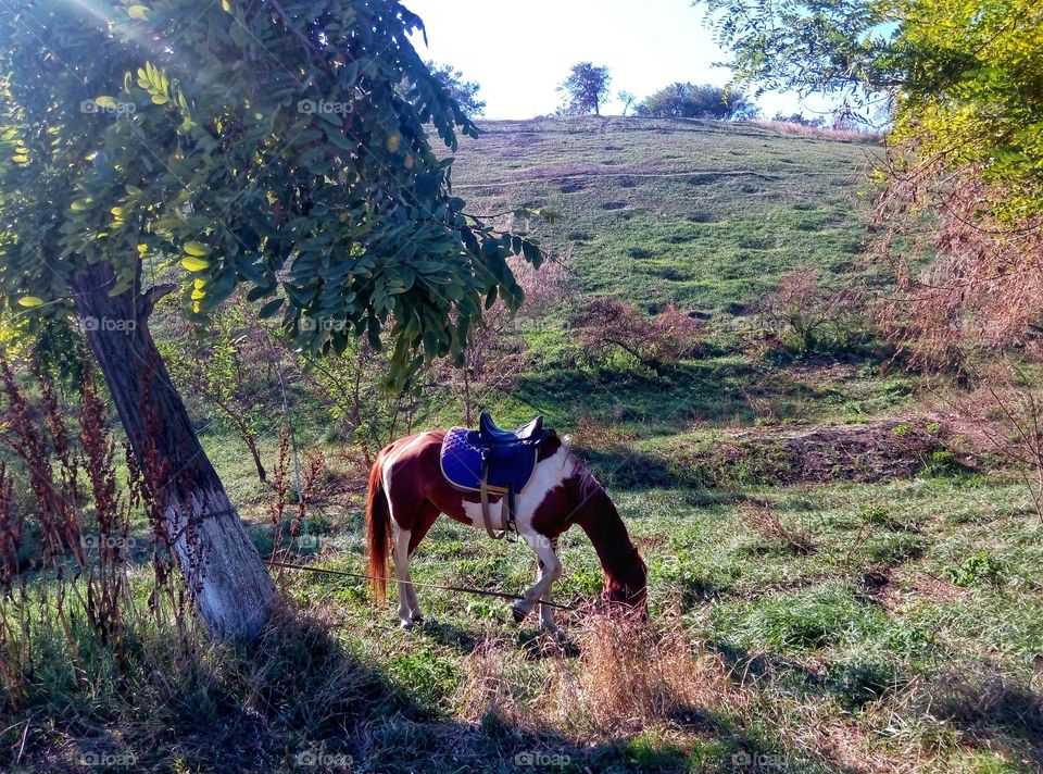 a horse grazing in a park not far from the sea