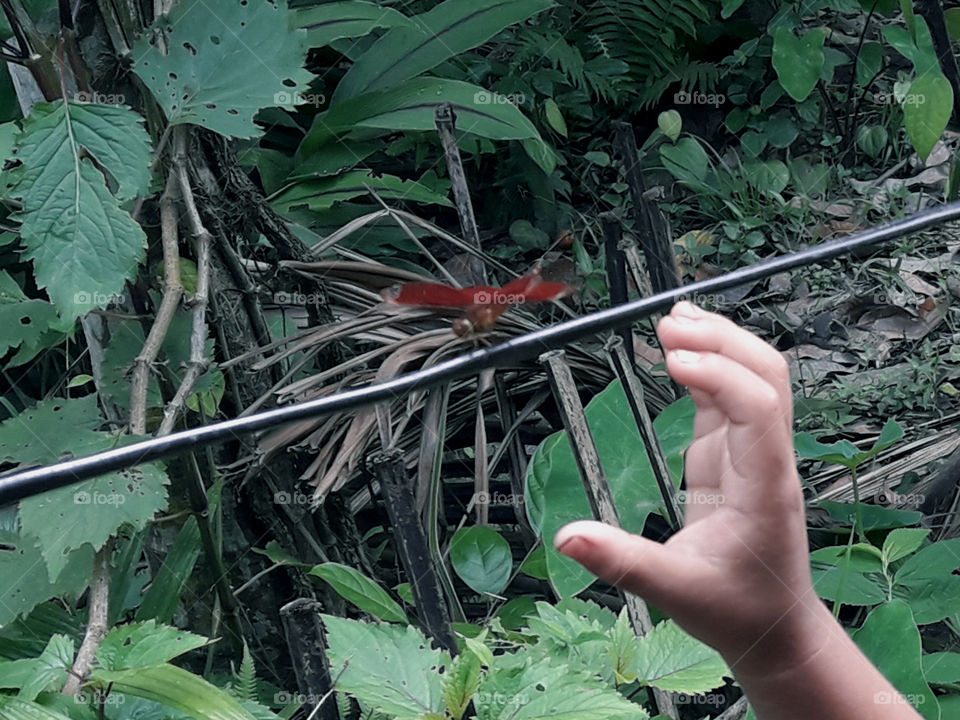 Traying to catch dragonfly
