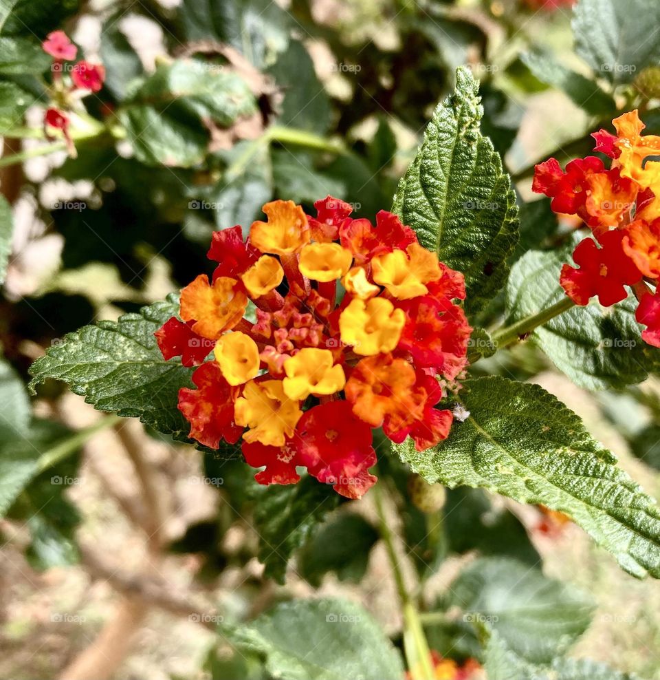 🌹 🇺🇸 Very beautiful flowers to brighten our day.  Live nature and its beauty. Did you like the delicate petals? / 🇧🇷 Flores muito bonitas para alegrar nosso dia. Viva a natureza e sua beleza. Gostaram das pétalas delicadas? 