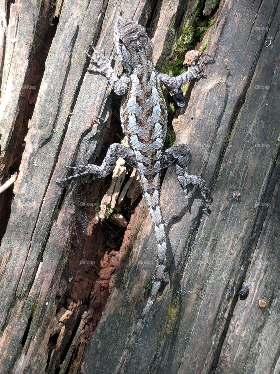 Fence Lizard