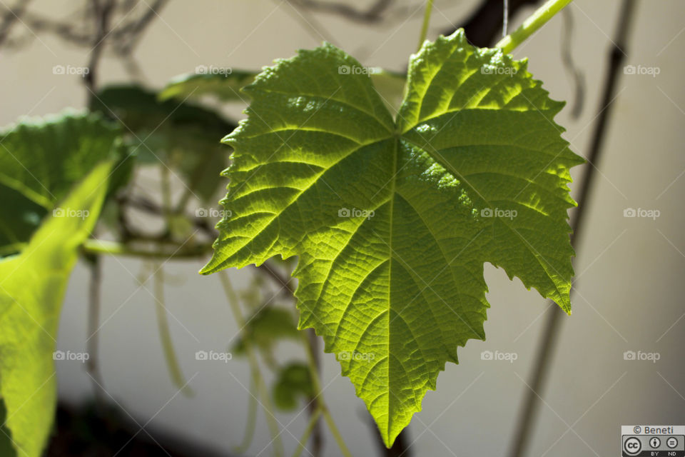 Grape leaf