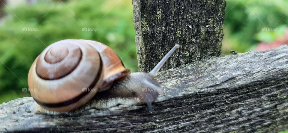 snail in rain