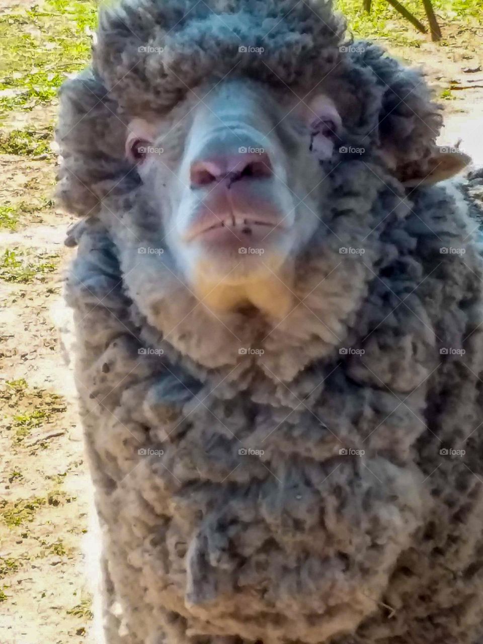 merino sheep Meet Jill I had Jill for 8 years sadly has passed away she use to smile like this every morning for her slice of Vegemite toast 😂😂