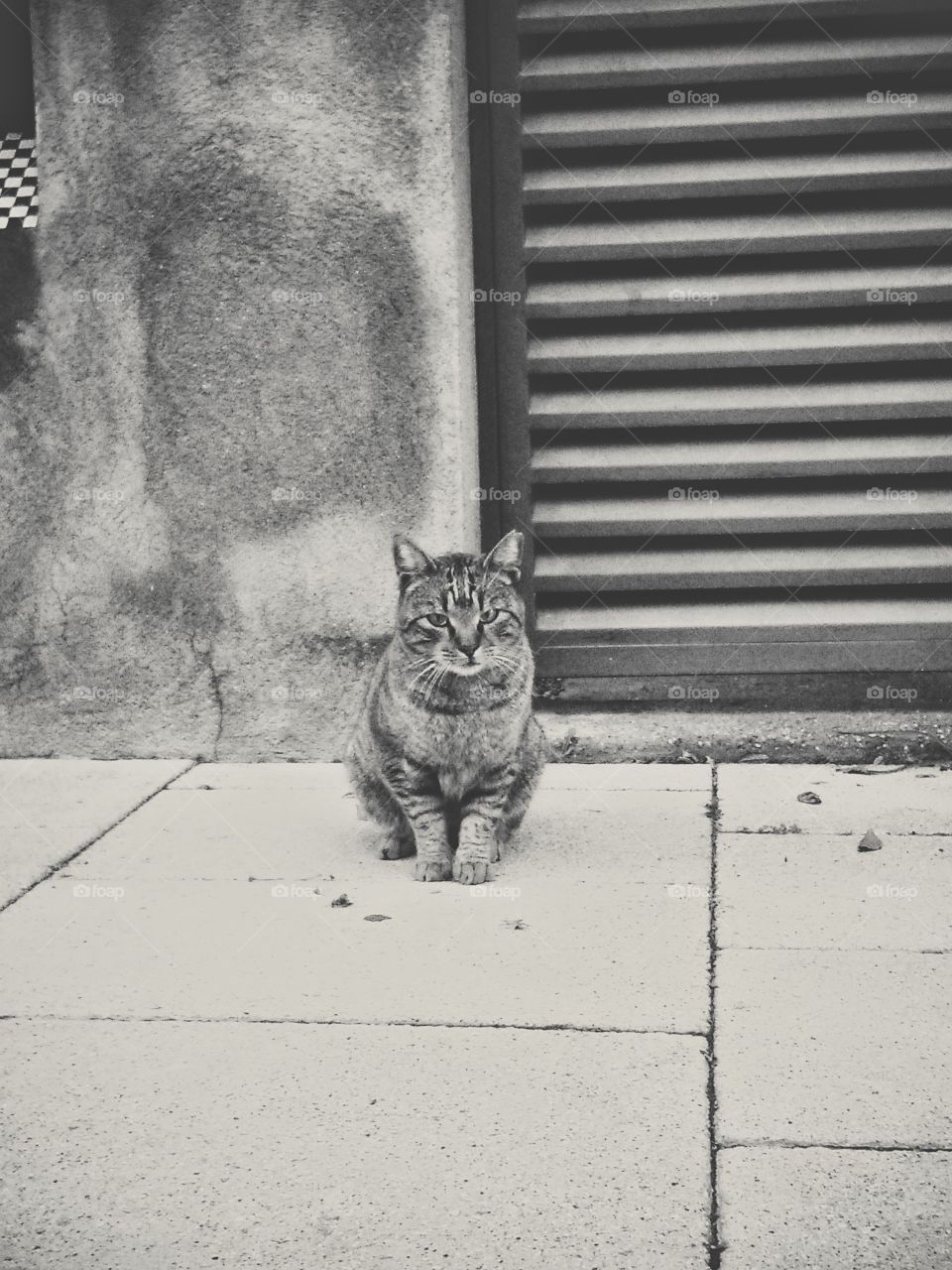 cat. cat on the street 