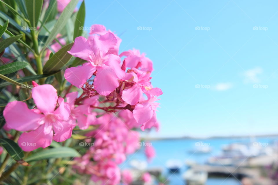 Pink blossom by the sea