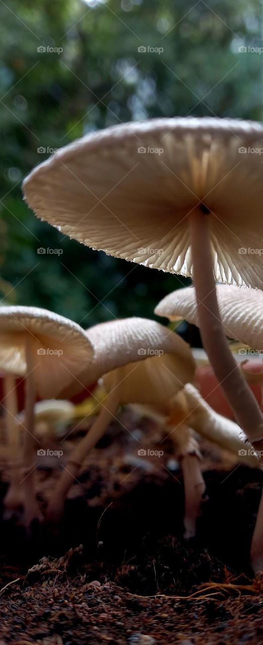 Mushroom