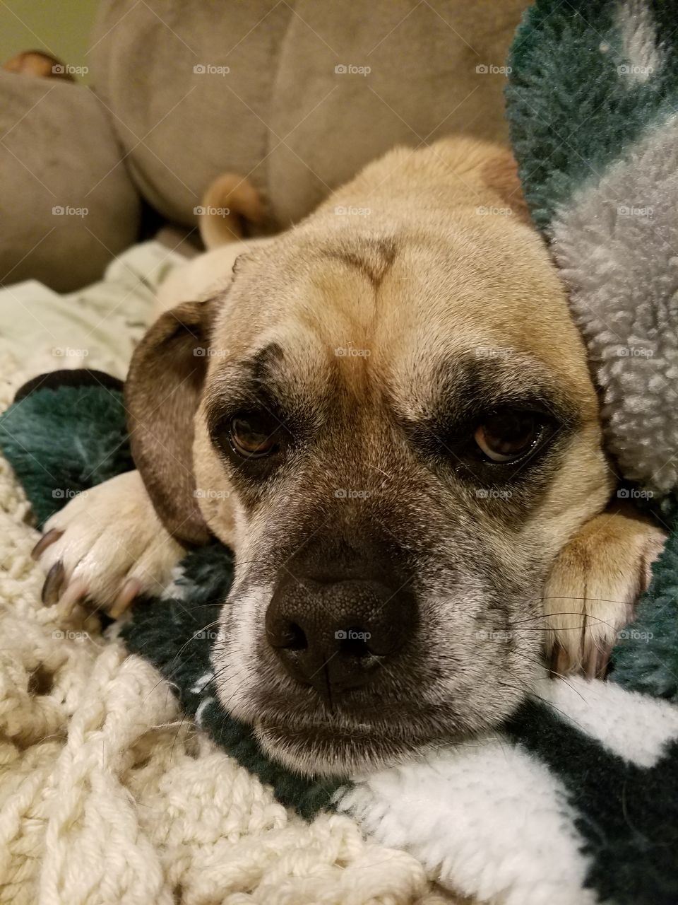 Puggle cuddling on the couch