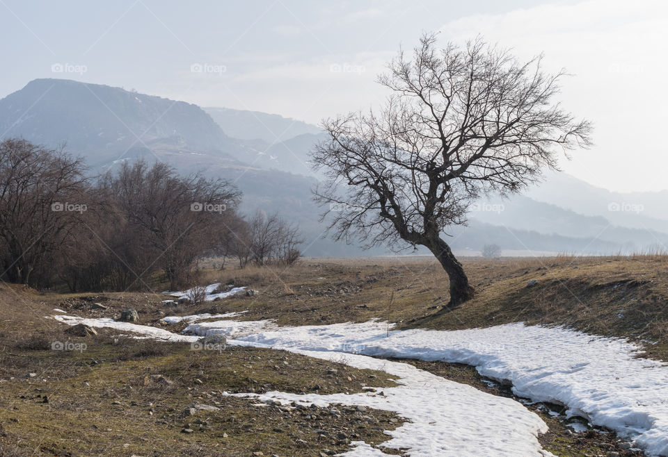 Tree and snow on foggy spring day.Spring lanscape