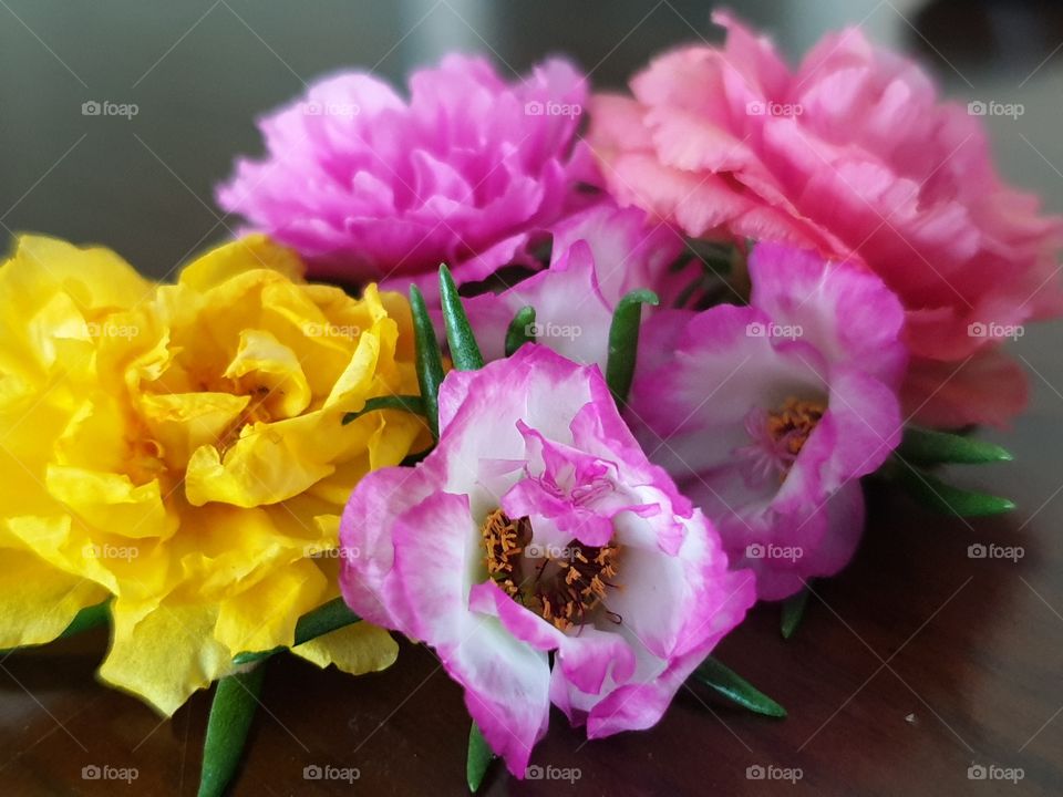 my beautiful Portulaca grandiflora