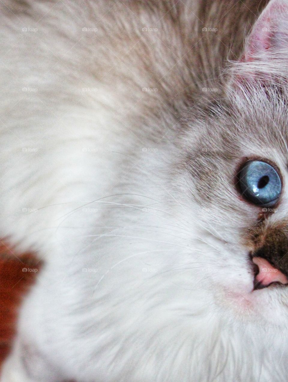 a cat with blue eyes is looking at you closely