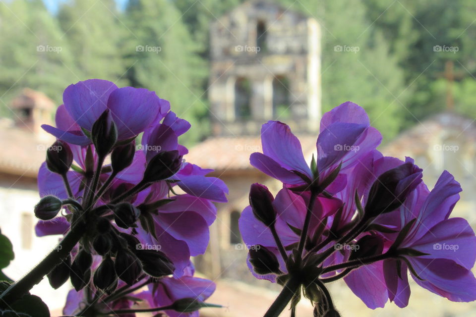 Flower with castle bells in background