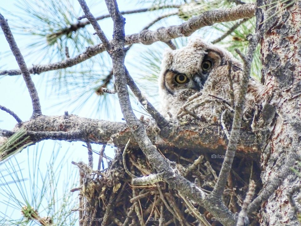 Owl Watching. momma owl keeping an eye on me watching her. .