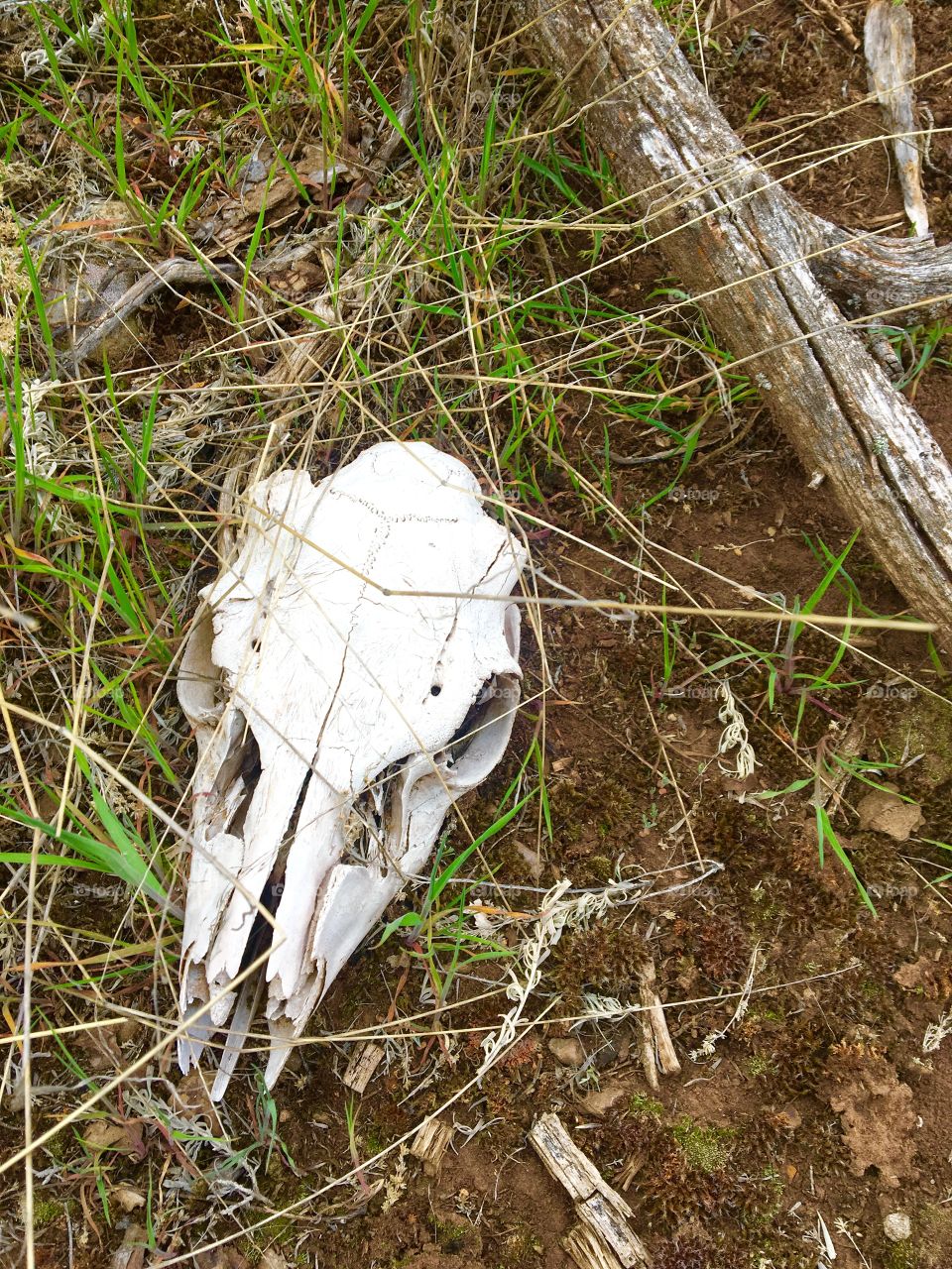 Buck deer skull 