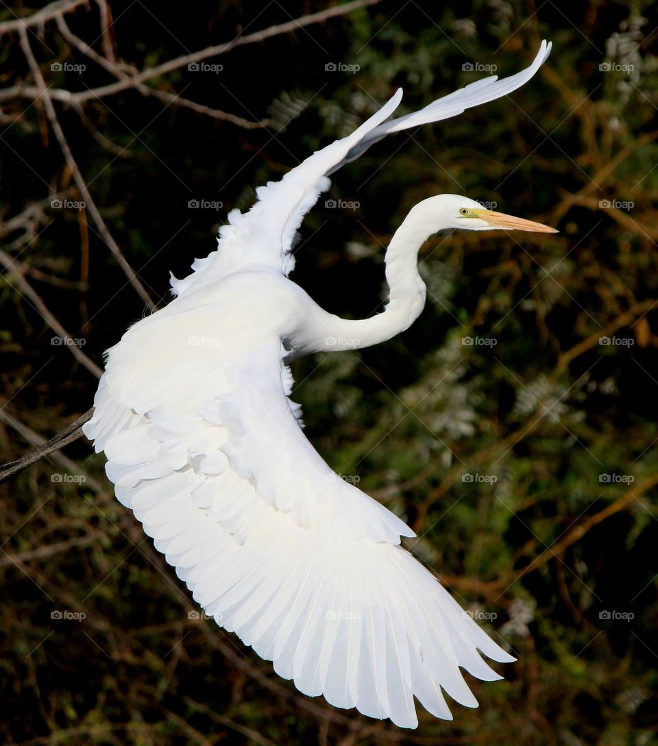 Great Egret in Flight