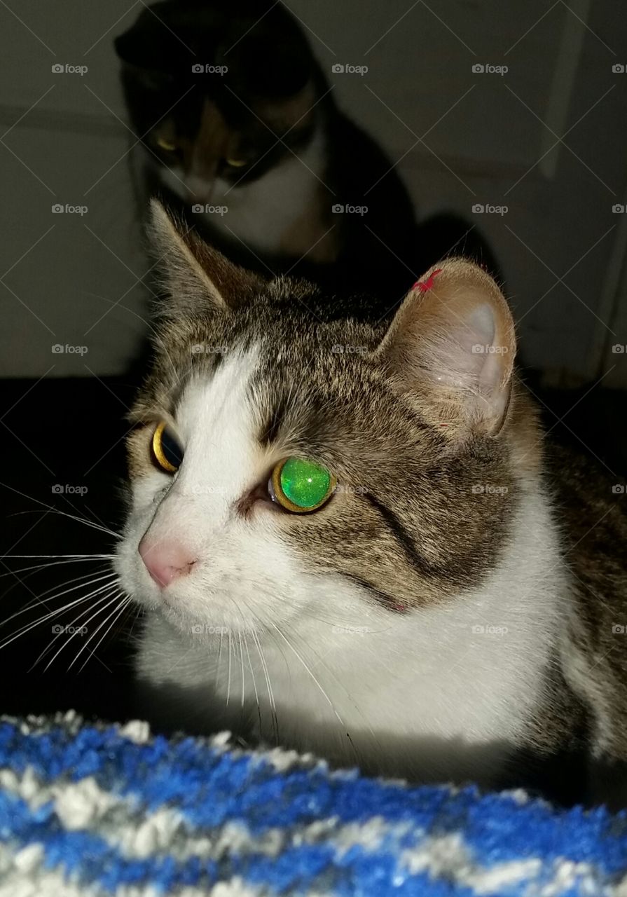 pouncing tiger kitten