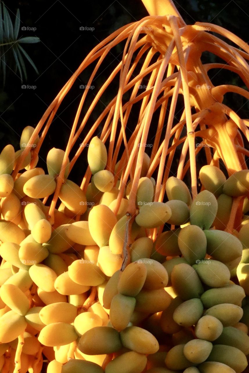 Yellow dates on sunset light