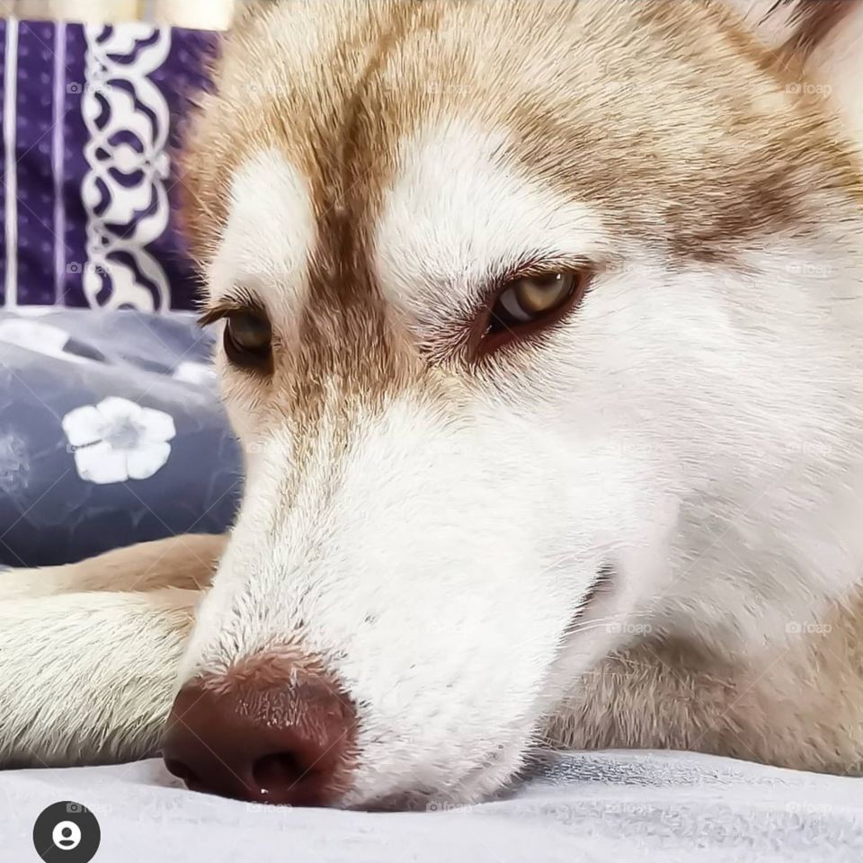 My Siberian Husky Amber. She can definitely be stubborn at times.