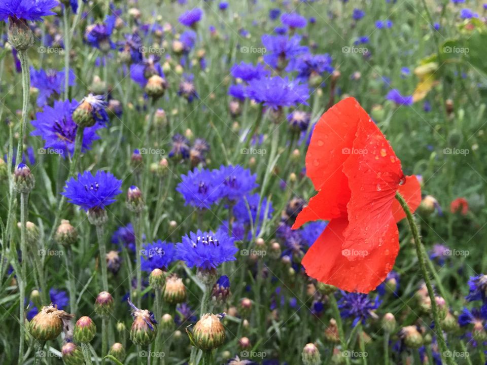 Bachelor Buttons and Poppy. A beautiful flower bed full of purple bachelor button and red poppy flowers