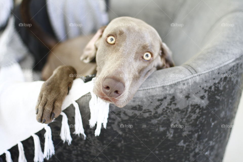 Dog with a funny face