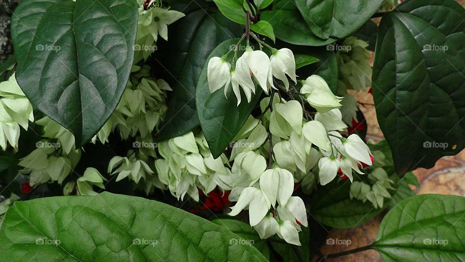 Clerodendrum thomsoeniae, an ornamental plant, two-coloured flowers.   Common name os bleeding glory-bower, bagflower and bleeding-heart vine.