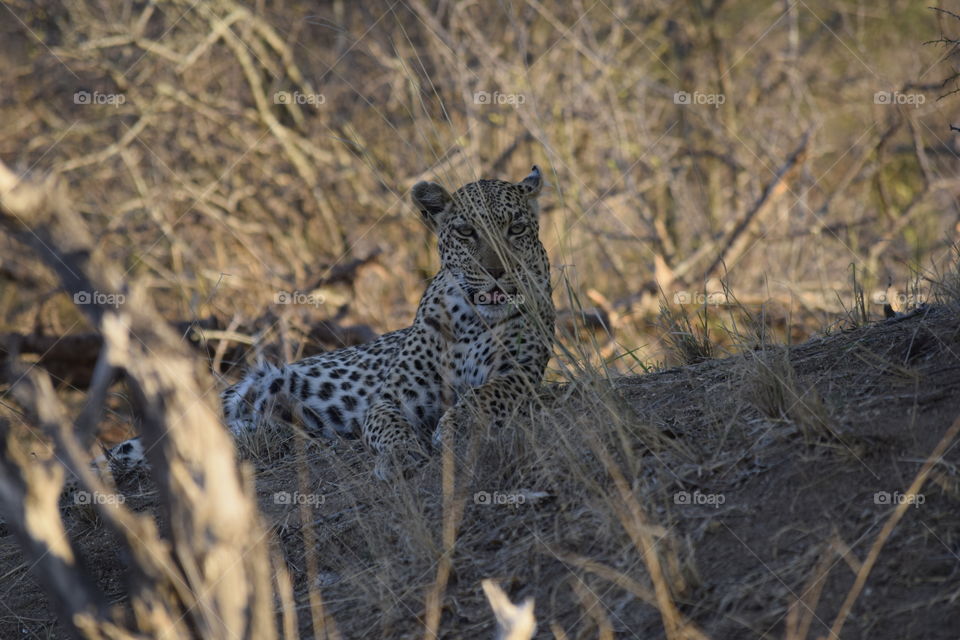 Female leopard in the Timbavati Nature Reserve, Greater Krüger National Park,  South Africa